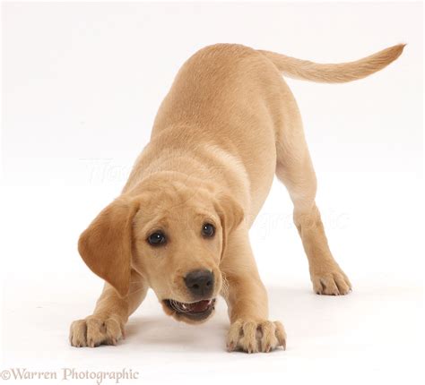 Dog Yellow Labrador Puppy In Play Bow Photo Wp42391
