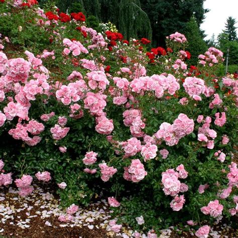 Bonica Shade Tolerant Landscaping With Roses Climbing Flowers Shrub Roses