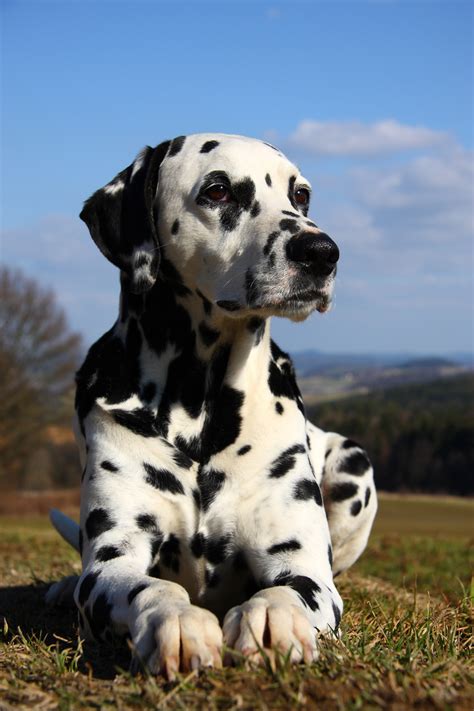 Dalmatiner Portrait Foto And Bild Tiere Haustiere Hunde Bilder Auf