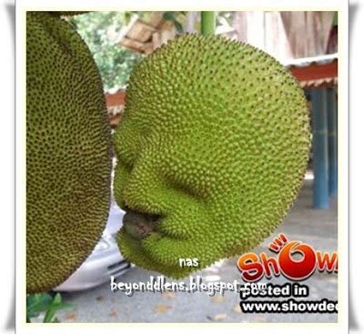Aku pun tataw binatang ape lah nie. Pelik Tapi Benar ~ Blog Sensasi Masa Kini