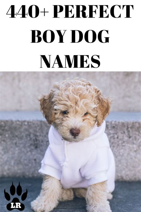 455 Boy Dog Names A Z Boy Dog Names Cute Dog Names