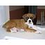 Boxer Dog Breed Information Training Images  DogExpress