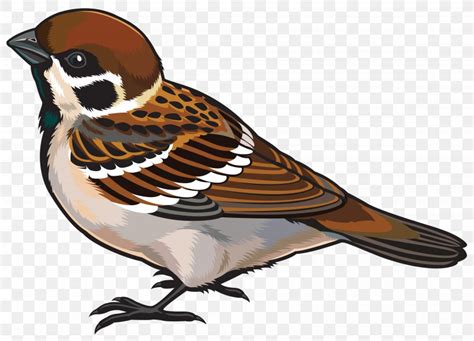 House Sparrow Bird Clip Art Png 4000x2882px Sparrow Beak Bird