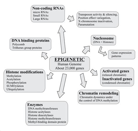 Epigenetic Alterations In Biological Systems Download Scientific Diagram