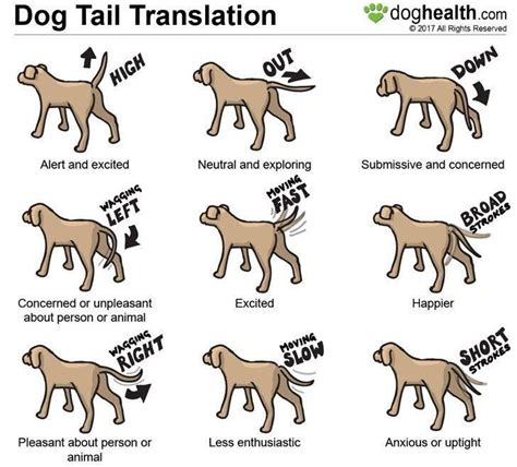 The Movement And Position Of The Dog Tail Can Be Very Expressive Hu