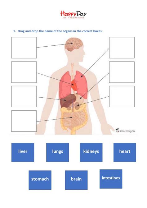 The Human Body Internal Organs Worksheet Live Worksheets