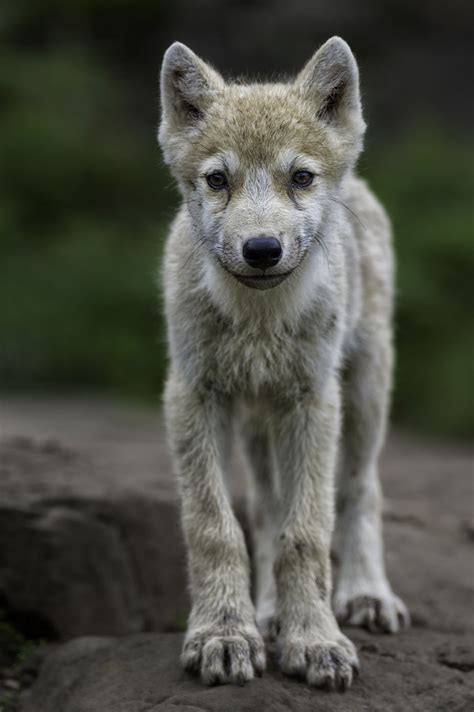 ~~are You My Arctic Wolf Pup By Daniel Parent~~ Animal