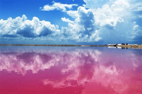 El Improbable Y Asombroso Lago Rosa De Yucatán Fotos Más De México