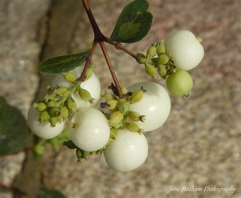 Snowberries ~ Symphoricarpos Delightful Snowberries Bett Flickr