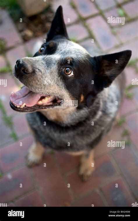 Blue Heeler Australian Cattle Dog Stock Photo Alamy