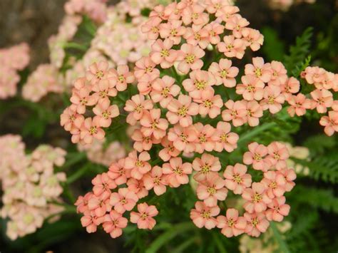 peach coral salmon my favorite flower color my garden peach colors colorful flowers peach