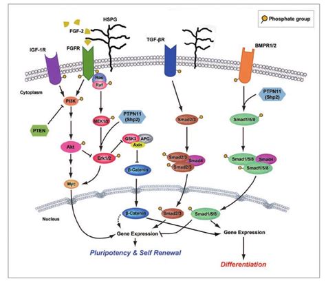 Protein Phosphorylation Antibody Array Creative Biolabs