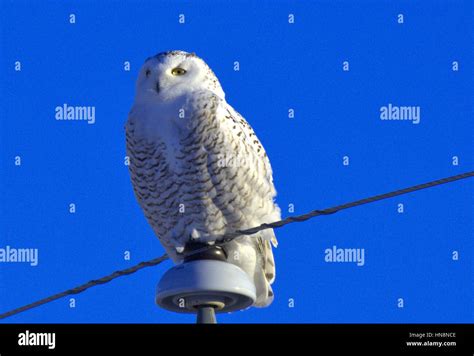 Stoic Snowy Owl Stock Photo Alamy