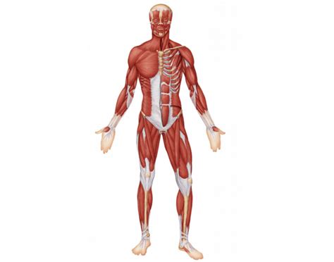 Basic principles of skeletal muscles. Muscular System Anterior View