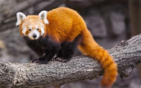 Red Panda Full Hd Wallpaper And Background Image 1920x1200 Id419499