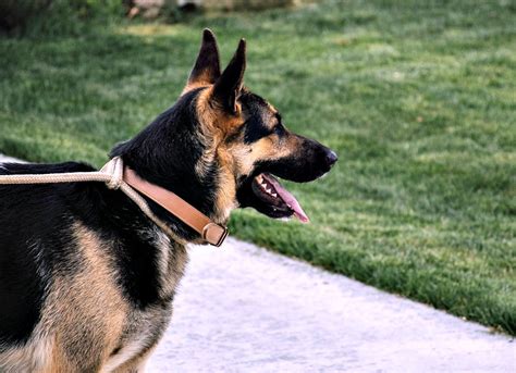 Czech German Shepherds Everything You Need To Know