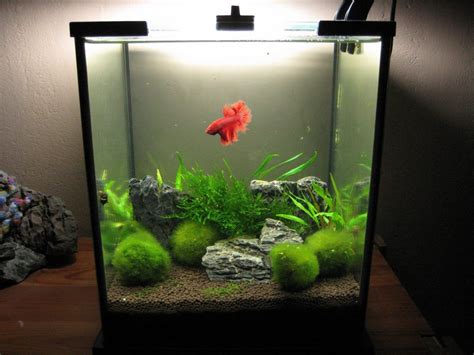 Betta Fish Tank Setup Ideas That Make A Statement Spiffy Pet