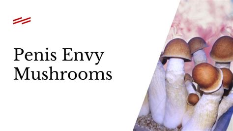 Penis Envy Mushroom Effects Benefits Risks History