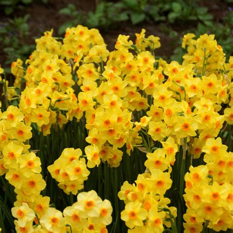 Brilliant Yellow Narcissus Bulbs For Sale Online Golden Dawn Easy