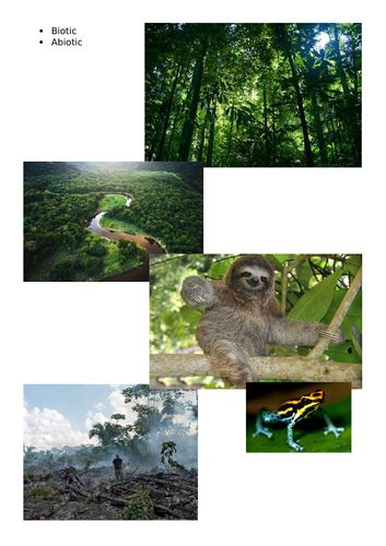 Ks3 Geography Why Are The Rainforests So Important L1 What Is An Ecosystem Teaching Resources