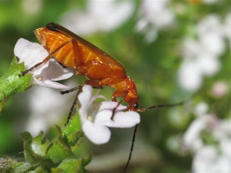 Rhagonycha Fulva Common Red Soldier Beetle Cantharidae Flickr