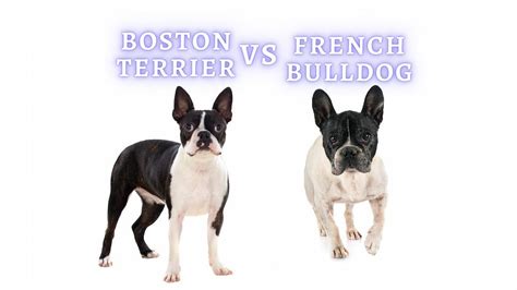 French Bulldog Vs Boston Terrier Health Temperament And Personality