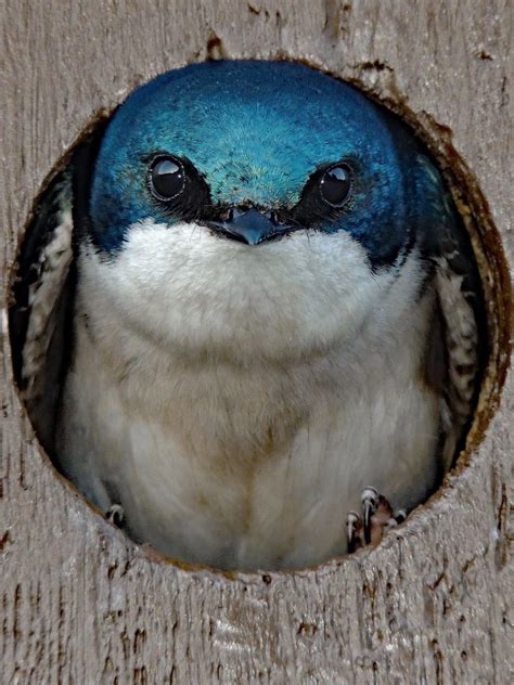 Nesting Tree Swallow Birds And Blooms