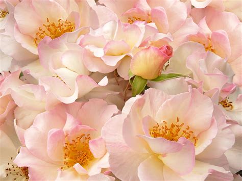 Victorian Pink Roses Bouquet Photograph By Jennie Marie Schell Fine