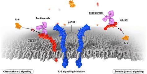 Il 6 And Il Receptor Structures Tocilizumab Tcz Binding To The Il 6