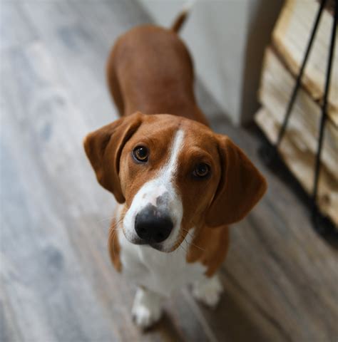 Most cats are indeed relatively low maintenance, but some breeds definitely are not. 18 Low Maintenance Dog Breeds - PureWow