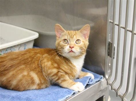 The bombay breed is exclusively black. Adorable orange tabby kittens available for adoption at ...