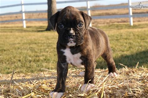 We love our puppy boxer and he adapted to our family as soon as he met us. Slater: Boxer puppy for sale near Kansas City, Missouri. | effc5fac-9451