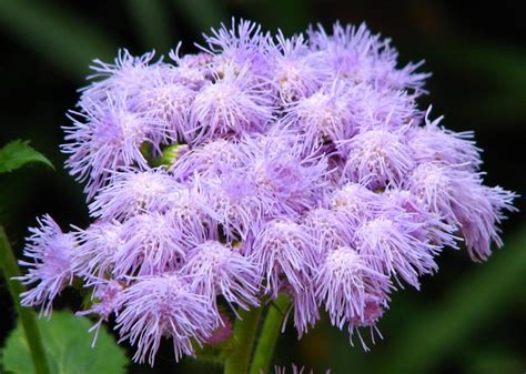 Purple Fuzzy Flowers Free Stock Photo By Sarah Digh On