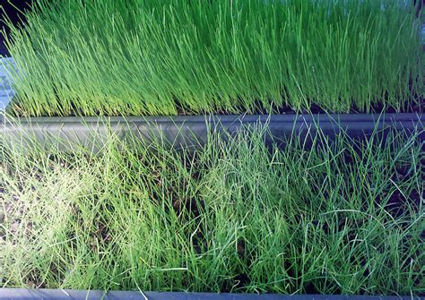 Grass Indoors Black Beauty Vs Dense Shade