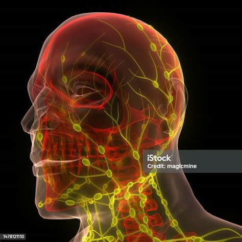 Human Internal System Lymph Nodes Anatomy Stock Photo Download Image