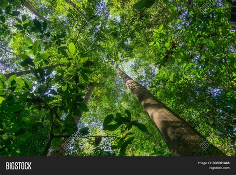 Rainforest Landscape Image And Photo Free Trial Bigstock