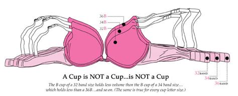 Not All Bra Cups Are Created Equally Liza Clifford Professional Bra