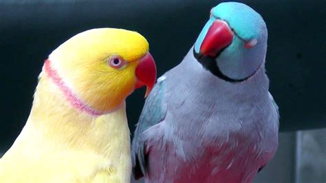 Talking Parrots For Sale In India 50 Off