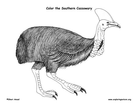 cassowary coloring page