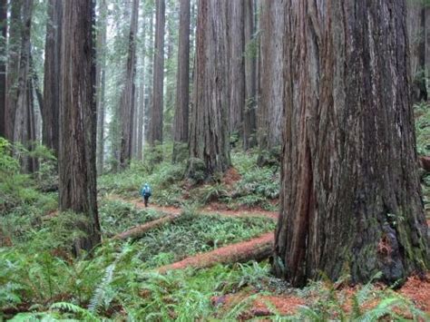 Save newly built deluxe cabins, in a private redwood setting near the smith river to your lists. Jedediah Smith Redwoods State Park | State park cabins ...
