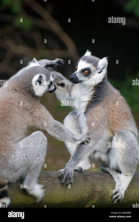 Ring Tailed Lemurs Madagascar Fight Hi Res Stock Photography And Images