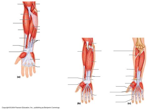 Lower Fore Arm Muscles Diagram Quizlet