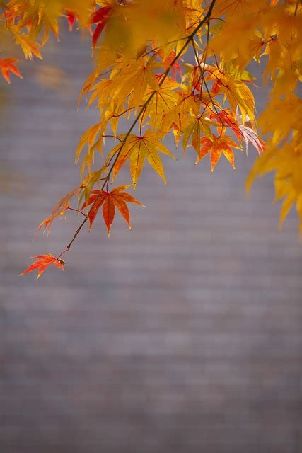 Autumn Leaves Red Free Photo On Pixabay Pixabay