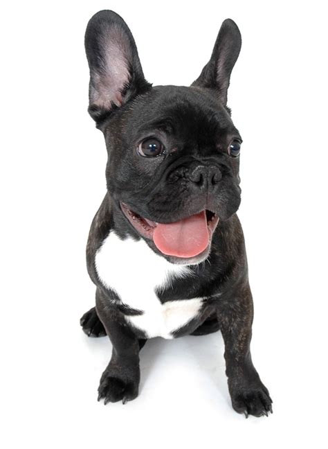Raising well bred and well socialized barbet puppies is our priority. Full Blooded Pug Puppies For Sale