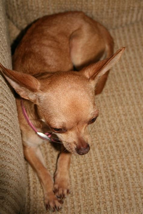 Pics Does Chelsea Look Pregnant Chihuahua Forum Chihuahua Breed