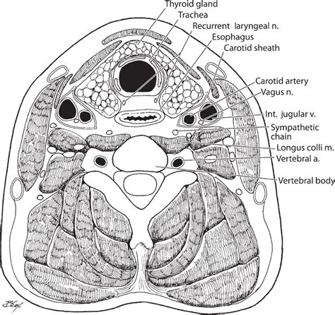 Cervical Anatomy Cross Section