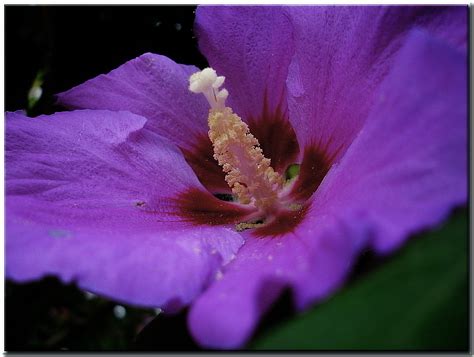 Free Images Blossom Flower Petal Bloom Botany Garden Pink