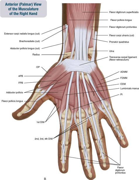 Muscles Of The Forearm And Hand Musculoskeletal Key
