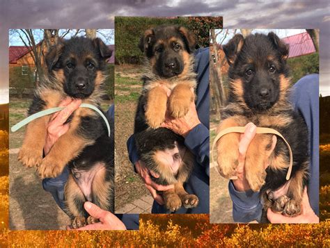 Available Puppies Texas Nobleheim German Shepherds