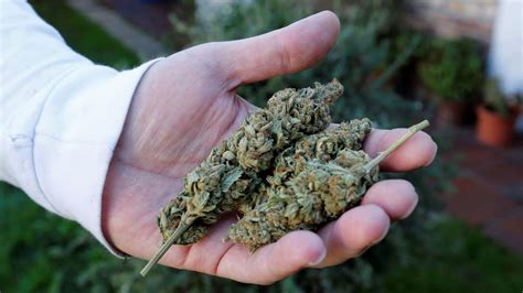 crece el negocio del cannabis en uruguay se exportaron 7 toneladas de flores de marihuana en la